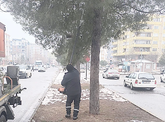 AĞA&Ccedil;LAR HEM KORUNUYOR HEM YENİLENİYOR