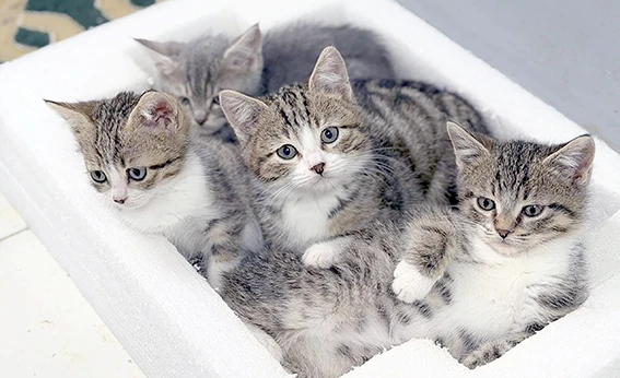 MİNİK DOSTLAR EMİN ELLERDE