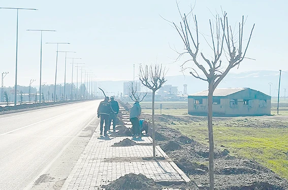HASANKEYF G&Uuml;ZERG&Acirc;HI AĞA&Ccedil;LANDIRILIYOR