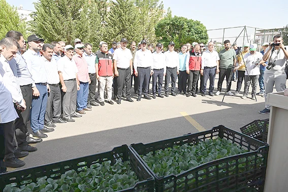 210 BİN ADET HİBRİT SEBZE FİDESİ DAĞITILDI