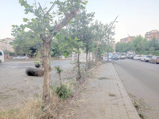 30 YILLIK AĞA&Ccedil;LAR KESİLDİ