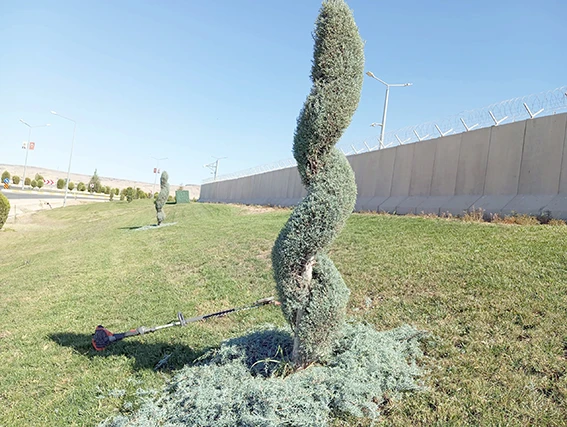 BELEDİYE AĞAÇLARA ESTETİK KAZANDIRIYOR