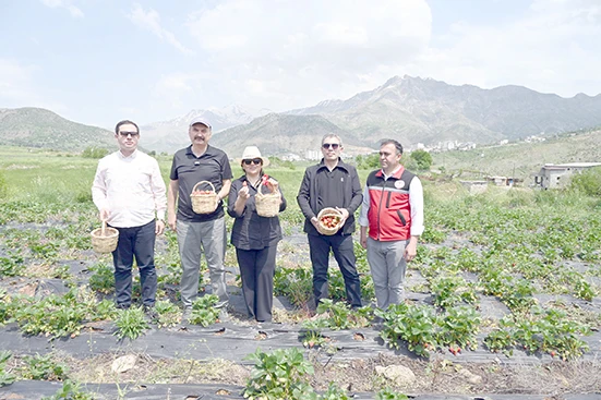 SASON&rsquo;DA YILIN İLK &Ccedil;İLEK HASADI BAŞLADI
