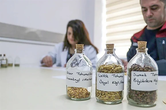 YERLİ TOHUMDA 40 FARKLI &Ccedil;EŞİDE ULAŞILDI