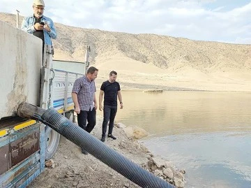 1,5 MİLYON ŞABUT BALIĞI BARAJ G&Ouml;L&Uuml;NE BIRAKILDI