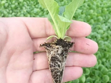 200 &Ccedil;İFT&Ccedil;İYE 1 MİLYON HİBRİT SEBZE FİDESİ DAĞITILACAK