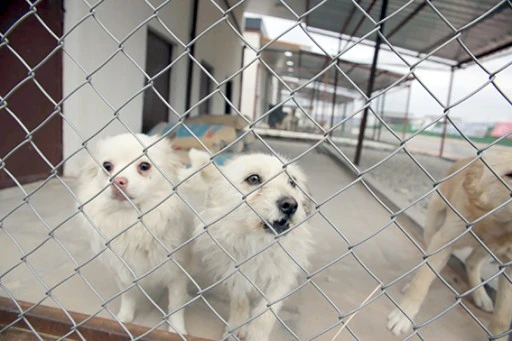 2384 HAYVAN TEDAVİSİ GER&Ccedil;EKLEŞTİRİLDİ