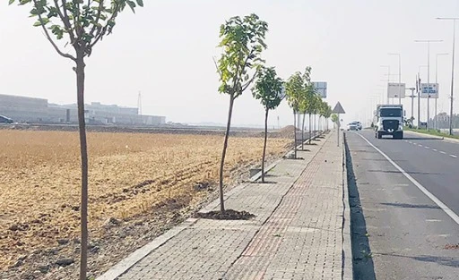 550 AĞA&Ccedil; TOPRAKLA BULUŞACAK