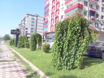 AĞA&Ccedil; VE S&Uuml;S BİTKİLERİNE FORM VERİLDİ