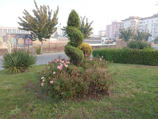 AĞA&Ccedil;LAR BUDANIYOR