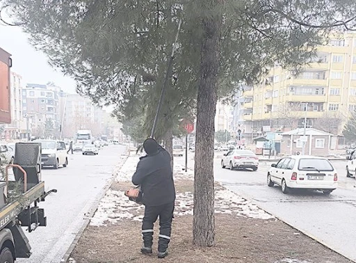 AĞAÇLAR HEM KORUNUYOR HEM YENİLENİYOR