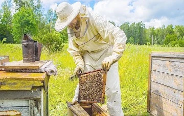 ARICILIĞA B&Uuml;Y&Uuml;K DESTEK