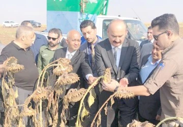 AY&Ccedil;İ&Ccedil;EĞİ HASADI YAPILDI