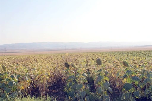 AY&Ccedil;İ&Ccedil;EĞİ &Uuml;RETİM ALANI İNCELENDİ