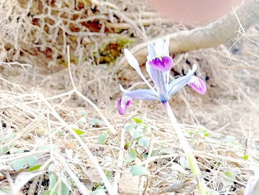 BAHAR Y&Uuml;Z&Uuml;N&Uuml; G&Ouml;STERDİ