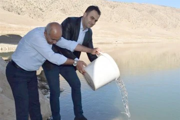 BARAJ G&Ouml;L&Uuml;NE 2 MİLYON 609 BİN ŞABUT VE SAZAN YAVRUSU BIRAKILDI