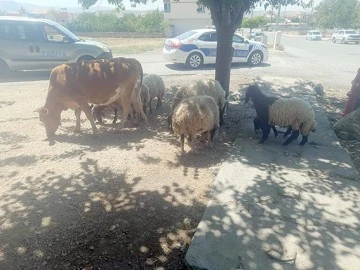 BAŞIBOŞ BIRAKILAN B&Uuml;Y&Uuml;KBAŞ HAYVAN SAHİPLERİNE CEZA KESİLECEK