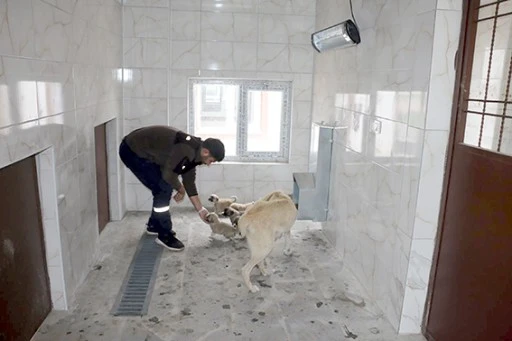 BELEDİYE&rsquo;DEN SOKAK HAYVANLARINA Y&Ouml;NELİK &Ouml;RNEK &Ccedil;ALIŞMA