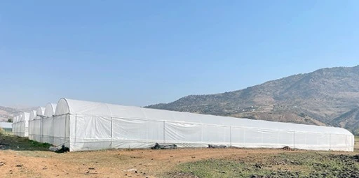 DOMATES &Uuml;RETİMİ YAYGINLAŞTIRMA PROJESİ TAMAMLANDI