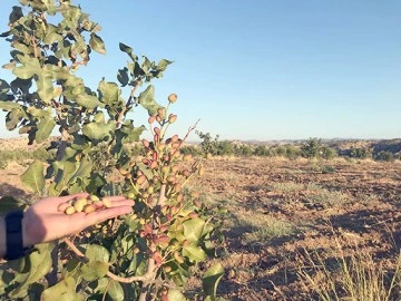 GELİRİ &Ouml;ĞRENCİLERE BURS OLARAK VERİLECEK