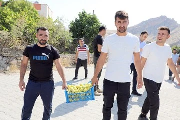 HASANKEYF&rsquo;TE BENATİ İNCİRİ HASADI BAŞLADI