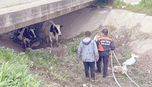 KA&Ccedil;AN İKİ KAFADAR İNEK İTFAİYE EKİPLERİNE TESLİM OLDU