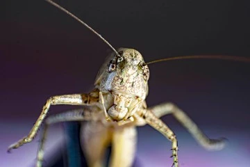 KARTAL, &Ccedil;EKİRGE FOTOĞRAFLARINI SOSYAL MEDYADA PAYLAŞTI