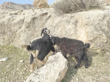 MAHSUR KALAN KE&Ccedil;İLER KURTARILDI