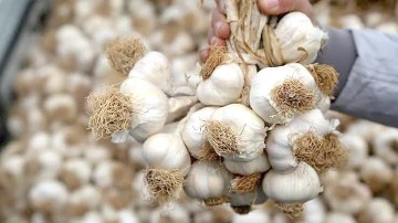 MEHİNA SARIMSAĞI COĞRAFİ İŞARETLE TESCİLLENDİ