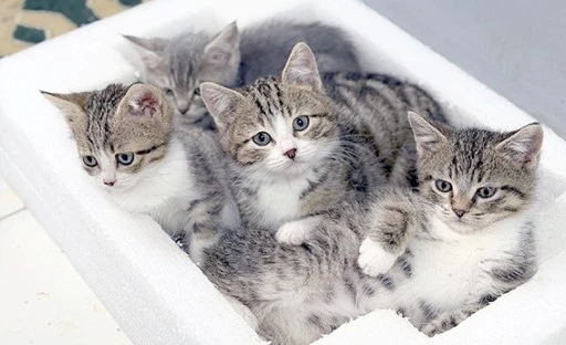 MİNİK DOSTLAR EMİN ELLERDE