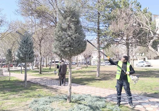FORM VERİLEN AĞA&Ccedil;LAR KENTE FARKLI BİR AMBİYANS KATTI
