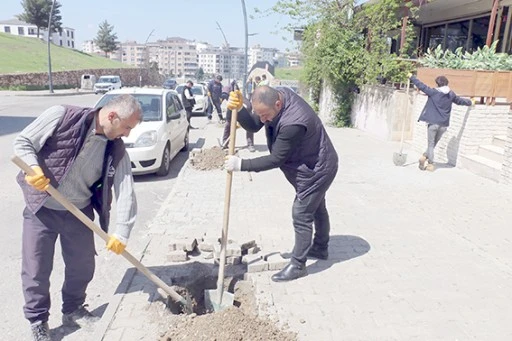 SOLİN CADDESİ TESPİH AĞAÇLARIYLA YEŞİLLENİYOR