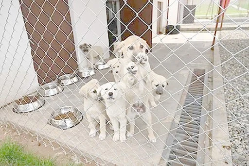 G&Uuml;NDE 1 TONA YAKIN MAMA &Uuml;RETİLİYOR