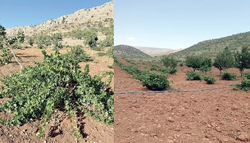 MEZRONE VE TAYFİ &Uuml;Z&Uuml;M&Uuml; AKADEMİK &Ccedil;ALIŞMAYA KONU OLDU
