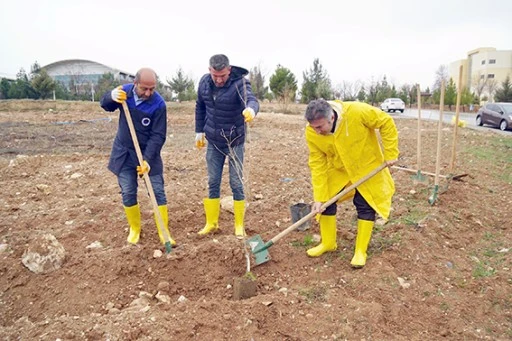 KAMP&Uuml;STE 174 ZİVZİK NARI FİDANI TOPRAKLA BULUŞTU