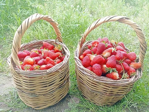 ORGANİK &Ccedil;İLEK HASADI BAŞLADI