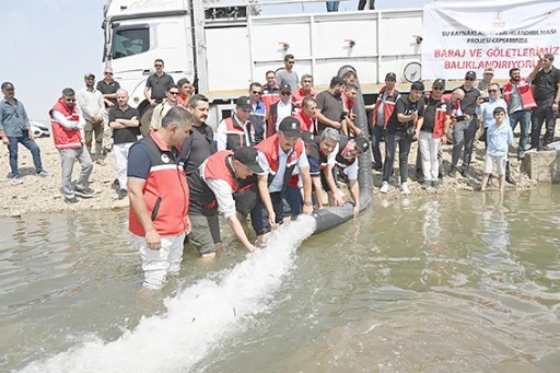İKİ MİLYON BALIK YAVRUSU BATMAN BARAJ G&Ouml;L&Uuml;NE BIRAKILDI