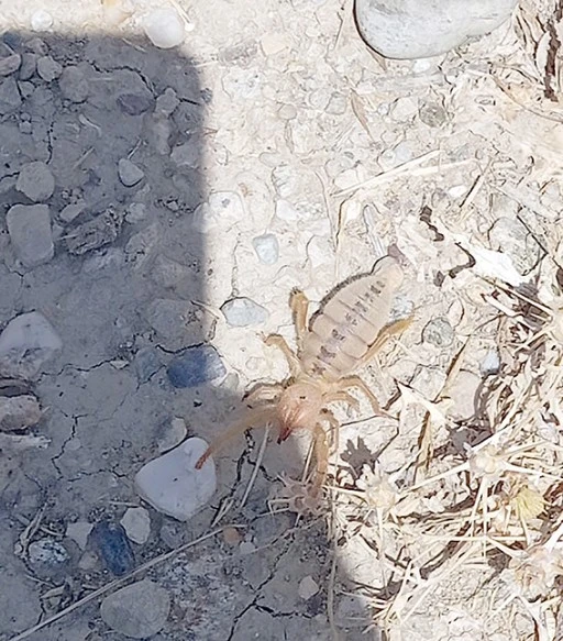 SARI KIZ TEDİRGİNLİĞİ