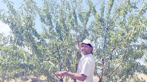 HASANKEYF&rsquo;TE 20 D&Ouml;N&Uuml;ME 700 BADEM AĞACI