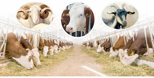 KURBAN BAYRAMI &Ouml;NCESİ &Ouml;NEMLİ UYARI