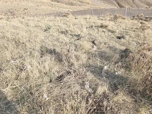 SARIYAYLA K&Ouml;Y&Uuml;NDE BAL ORMANI KURULDU