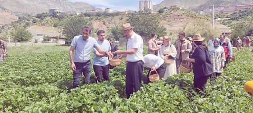 VALİ CANALP SASON&rsquo;DA &Ccedil;İLEK HASADINA KATILDI