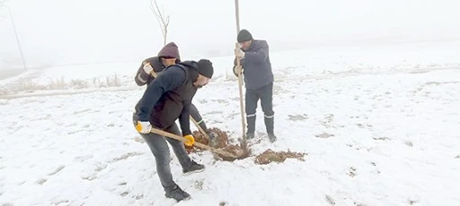 KURUYAN AĞA&Ccedil;LARIN YERİNE YENİLERİ DİKİLİYOR