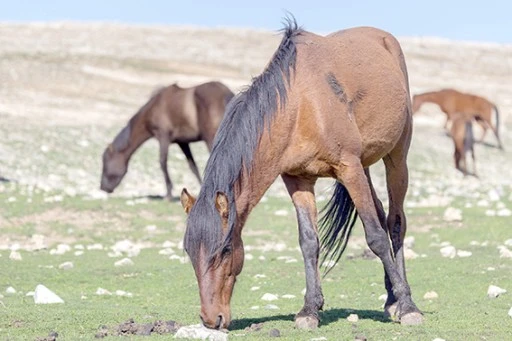 RAMAN DAĞI’NDA KARTPOSTALLIK KARELER