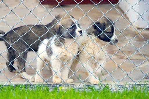 BATMAN BELEDİYESİ&rsquo;NDEN CAN DOSTLARINA ŞEFKAT ELİ