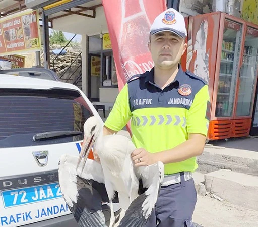 YARALI LEYLEK G&Uuml;VENDE!