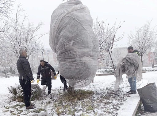 BELEDİYE&rsquo;DEN AĞA&Ccedil;LARA KIŞ KORUMASI