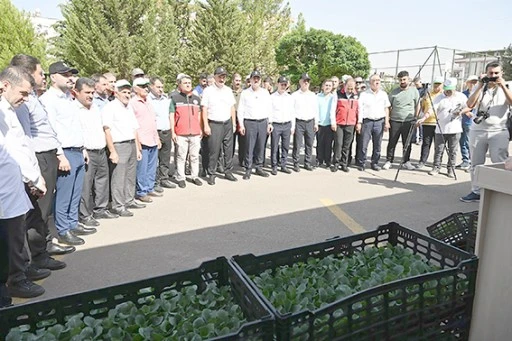 210 BİN ADET HİBRİT SEBZE FİDESİ DAĞITILDI