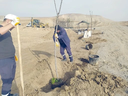 YENİ KENT MEZARLIĞINDA AĞAÇ DİKİM ÇALIŞMASI BAŞLADI