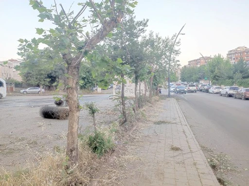 30 YILLIK AĞA&Ccedil;LAR KESİLDİ